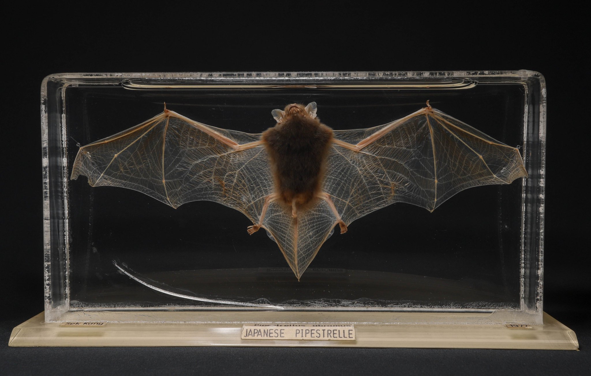 Hong Kong Biodiversity Museum on Twitter "Bats use an amazing strategy