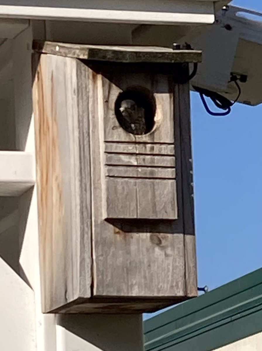 I think the baby bluebirds are leaving us soon. I caught one peeking out of the birdhouse this morning. <a href="/CopperHillES/">Copper Hill</a> <a href="/MrsCooksPlace/">Mrs. Cook</a>