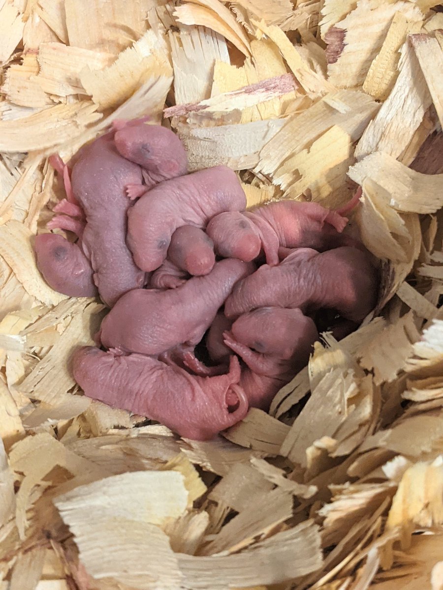 11 beutiful, healthy beans!

#rats #petrats #ratsoftwitter