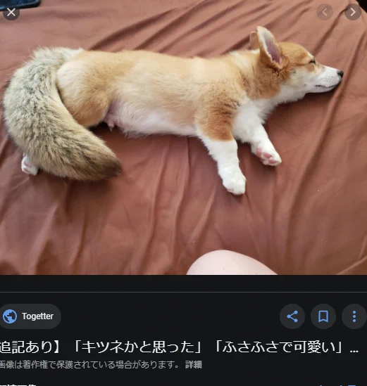 @matamataleaf 断尾していないコーギーは最高ですよ・・・ 