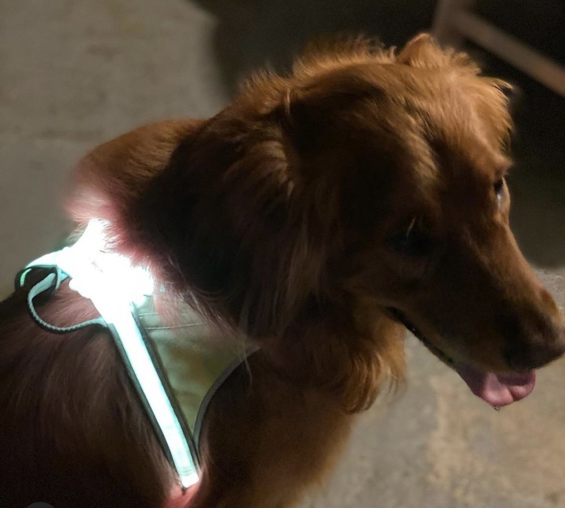 Congratulations to this week's #noxgear winner, @sherriplenge!

Teak is gorgeous -- and visible-- in his LightHound!

#noxgearnation, we choose a new winner every week!  Post your awesome pics using the #noxgear hashtag and you may be next.