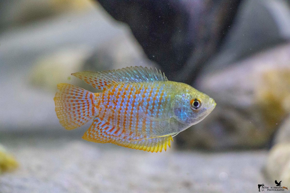 Dedicating this image to Shri BahugunaJi,an indigenous ornamental fish(Trichogaster lalius-Dwarf Gourami)from The Brahmaputra,Assam.
#TwitterNatureCommunity  #Chipko #ChipkoMovement #ChipkoAndolan #Assam @goldsant @Saket_Badola @pargaien @BenuDSNP @Bhrigzz @vivek4wild @mharshaips