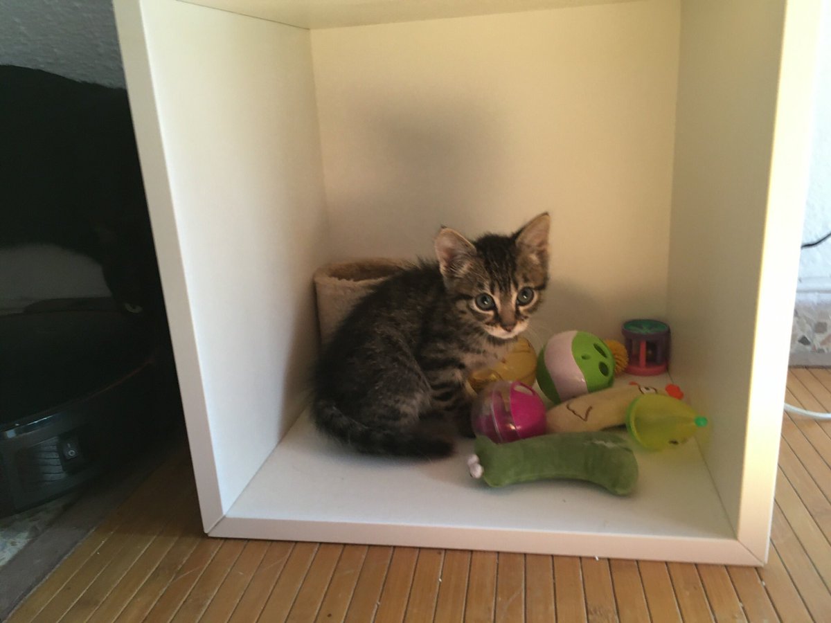 Jordi (01/04/2021) esta en #Godella #València Esta en #AdopciónResponsable para los próximos 18 años.

Tu RT puede ayudarle a conseguir una #familia