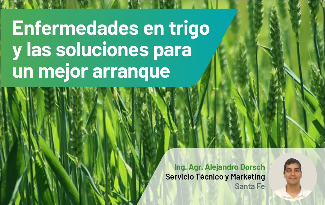 LaboratNOVA's tweet photo. 🌾¿Qué enfermedades afecta el rinde del trigo? En esta nota te compartimos las soluciones para un mejor arranque 💪
Leer más en: https://t.co/FK3VfEeH52 

#EquipoNOVA #ContenidosNOVA #Trigo #Curasemillas #TerápicosDeSemilla https://t.co/hRypAYUSVG