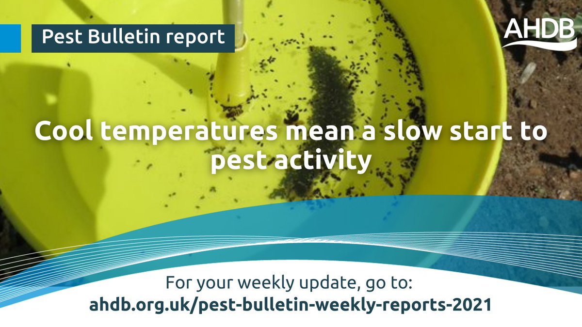 The latest Pest Bulletin showed that cool temperatures meant a slow start to pest activity.

You can read the full summary and reports here: 
ahdb.org.uk/pest-bulletin-…