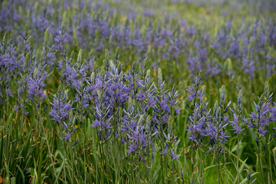 harespring's tweet photo. Was lovely to be featured on #VirtualChelsea this week talking all about Camassia and the nursery. If you have questions about the best way to grow them, have a look at this article. 🙂
https://t.co/ryFgZKoDD3
#camassia https://t.co/0CjgF0ONOv