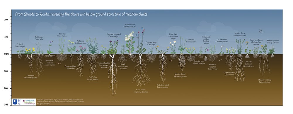 Floodplain Meadows Partnership (@floodplainmead) on Twitter photo We're excited to release an extended version of our floodplain meadow Shoots to Roots image with even more species shown. You can find out more about the image & download a digital copy at the foot of this page 🌱🌼
floodplainmeadows.org.uk/about-meadows/…
<a href="/OU_EEE/">OU: Environment, Earth & Ecosystem Sciences</a> We're excited to release an extended version of our floodplain meadow Shoots to Roots image with even more species shown. You can find out more about the image & download a digital copy at the foot of this page 🌱🌼
floodplainmeadows.org.uk/about-meadows/…
<a href="/OU_EEE/">OU: Environment, Earth & Ecosystem Sciences</a>