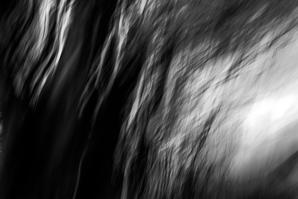 AnneFoxArtist's tweet photo. A report published by @BritishEcolSoc illustrates the potential of trees to alleviate flooding.  In this series of images of trees I was looking for ways to @slowtheflow_UK with image.   I slowed the shutter speed to to take these photographs https://t.co/YOsz8wsXpw https://t.co/m8Kq9rN9e5