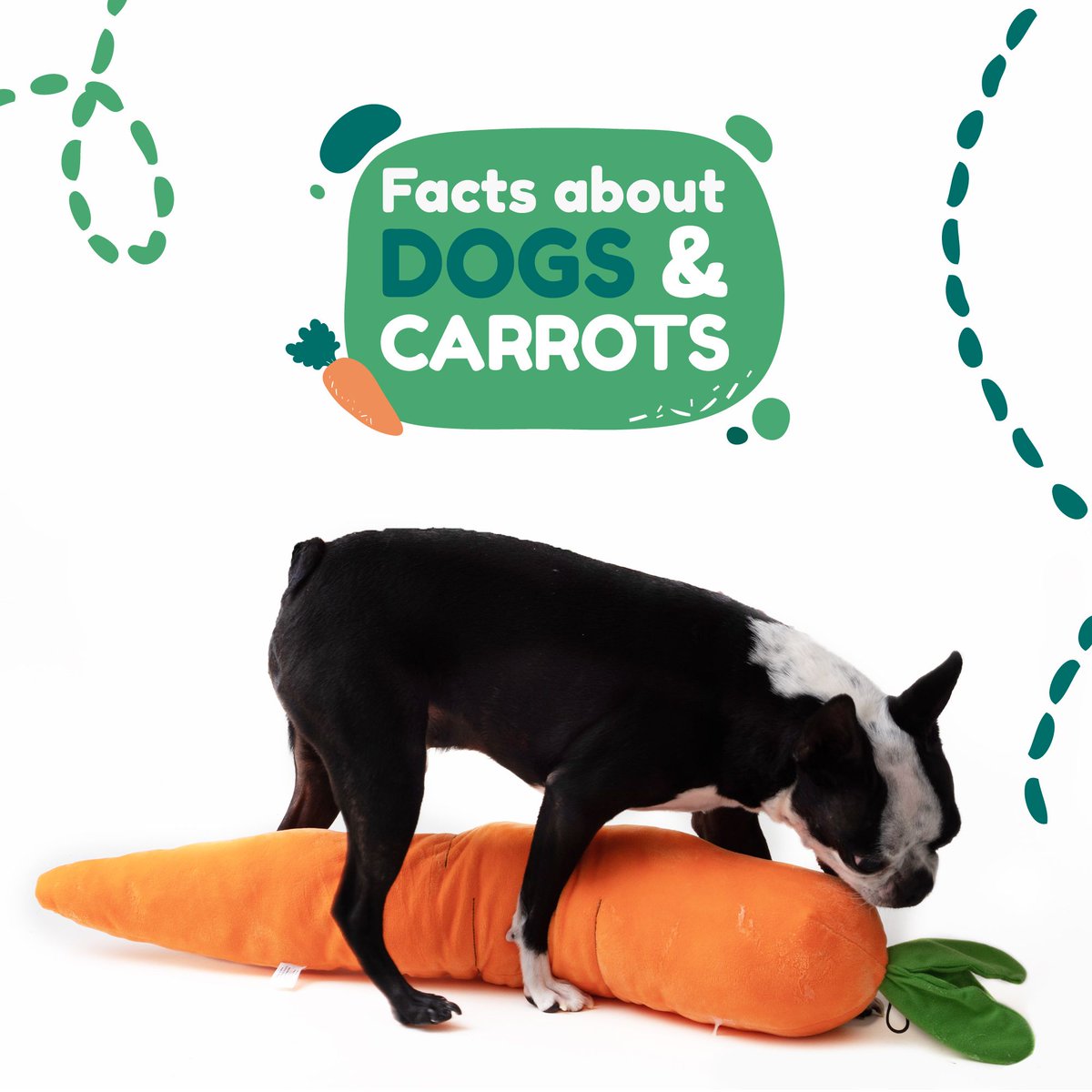 bowiesbites's tweet photo. #DogFacts Yes, dogs can eat carrots. 🥕🐶 In fact, not only is it safe.

Carrots are a great source of vitamin and potassium.

That's why we use carrots to make our treats: they are healthy and dogs love them! 🥕🐶

Your dog is crazy for carrots, too? https://t.co/qaDOGL2FGF