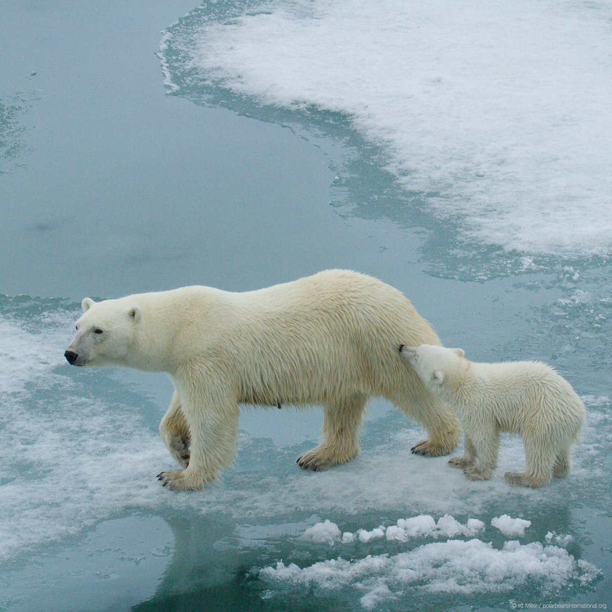 PolarBears's tweet photo. It's #EndangeredSpeciesDay! #Polarbears are on the IUCN’s red list of threatened species as vulnerable, citing sea ice loss from climate change as the biggest threat to their survival. Learn more, spread the word, &amp; keep climate action the forefront of the global conversation. https://t.co/hqys5ruFBg