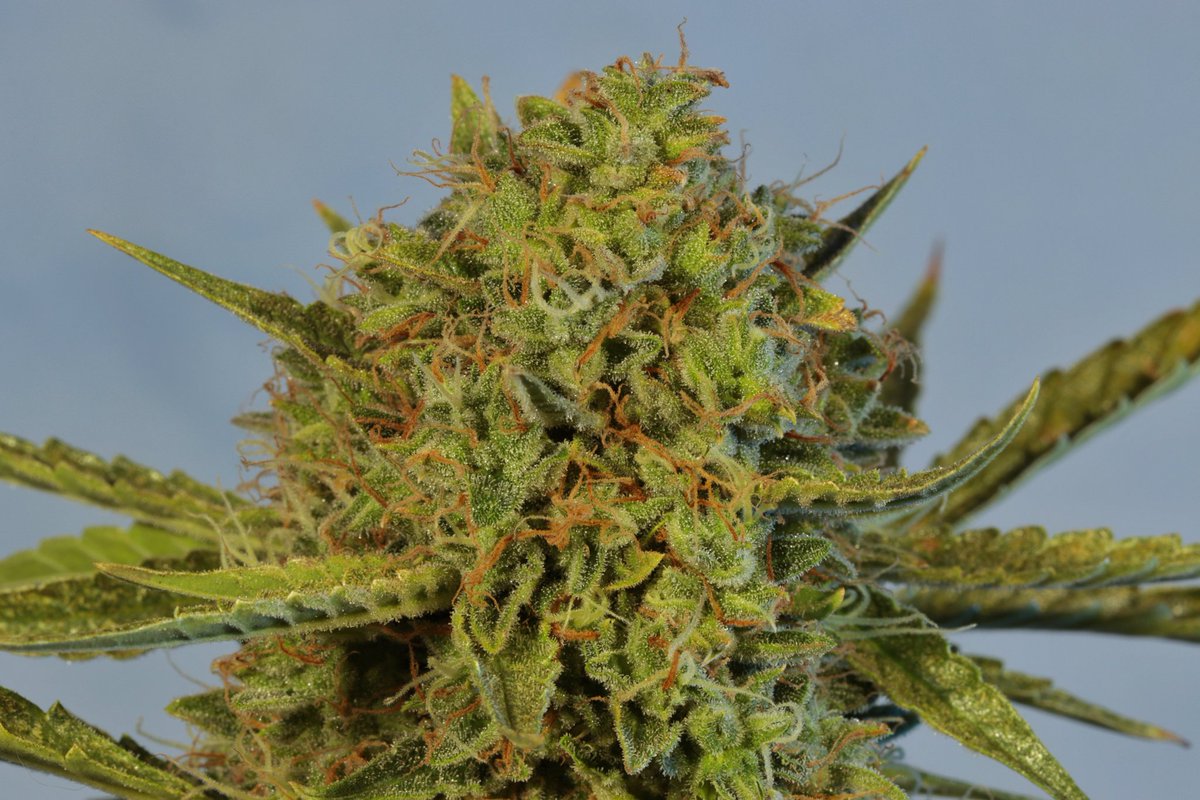 Greenseedtests's tweet photo. Feliz fin de semana colegas! Hoy viernes es el turno de #Lemon_Haze_auto variedad de @KannabiaSeeds @IntKannabia @Kannabia_US no defrauda, cumple perfectamente lo que promete, la paso a limpieza, ya solo agua y quizá un cleaner, aquí me quedo disfrutando de su aroma y belleza. https://t.co/qrMl2iS1xj