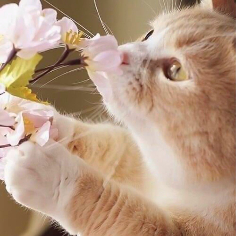 Кот нюхает цветы