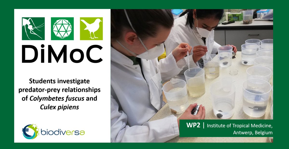 DiMoC11's tweet photo. Students @ITMantwerp got the chance to study predator-preay relationships in mosquitoes.
In particular they looked at Colymbetes fuscus attacking larvae of Culex pipiens.
#DiMoC #mosquitoes https://t.co/VCZTtlNa4N