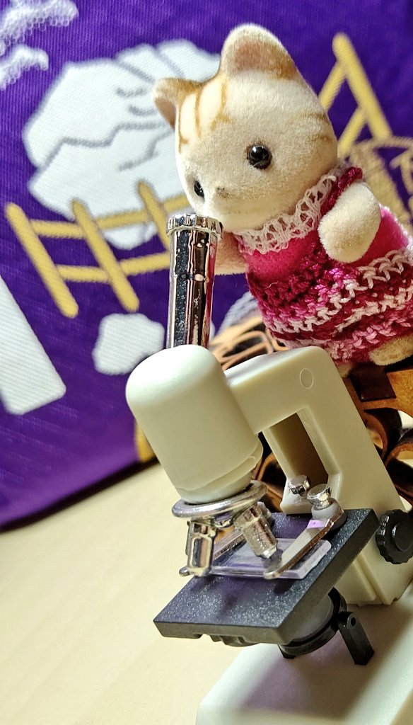 おうちにかえりたいシマネコの赤ちゃん Simanekokaeru Twitter