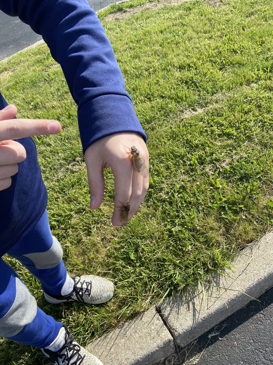 We went a cicada hunt this morning #cicadas2021 <a href="/JonesJetsPride/">Jones Middle School</a> <a href="/Boone_County/">Boone County Schools</a>