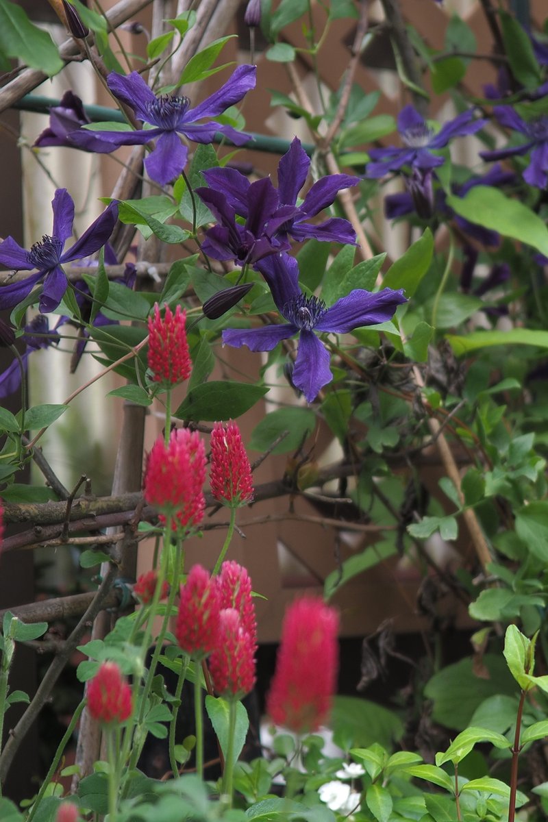 ストロベリートーチ