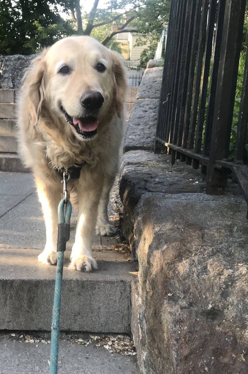 georgethe_king's tweet photo. Friday mornin’ walkie wif Mom. Ready for #weekendsmiles! #GoldenRetrievers #goldenretriever #grc #dogs #dogsoftwitter #dogslife #dogsofNYC #dogsofManhattan #dogsofUES #KingGeorge @ercavanaugh https://t.co/Gl58qMD5TW