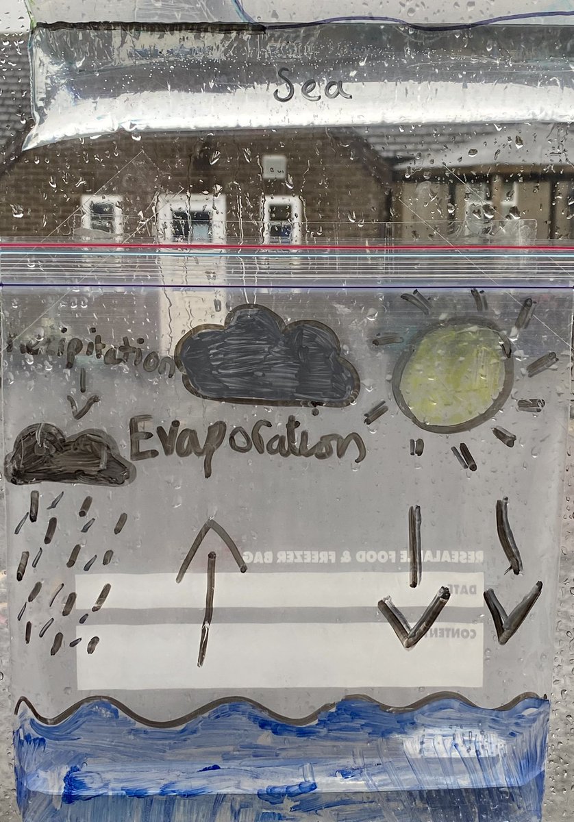 hackforthschool's tweet image. Investigating the water cycle:inside and out! #primaryscience #mixedageteaching