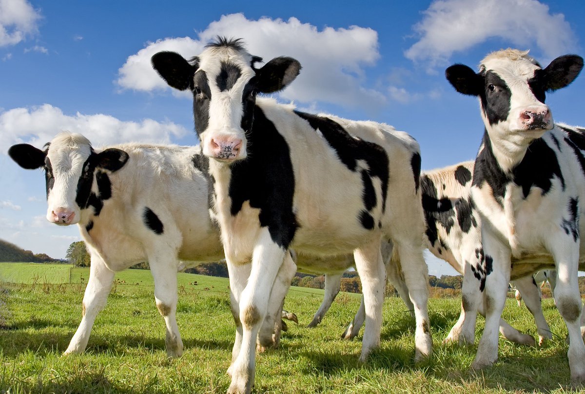 Hayvancılık işletmelerine yüzde 50 hibe desteği - Performans - Veteriner Hekim Online Dergi performansdergileri.com/hayvancilik-is… 
#dairy #veterinerhekim #hayvancılık