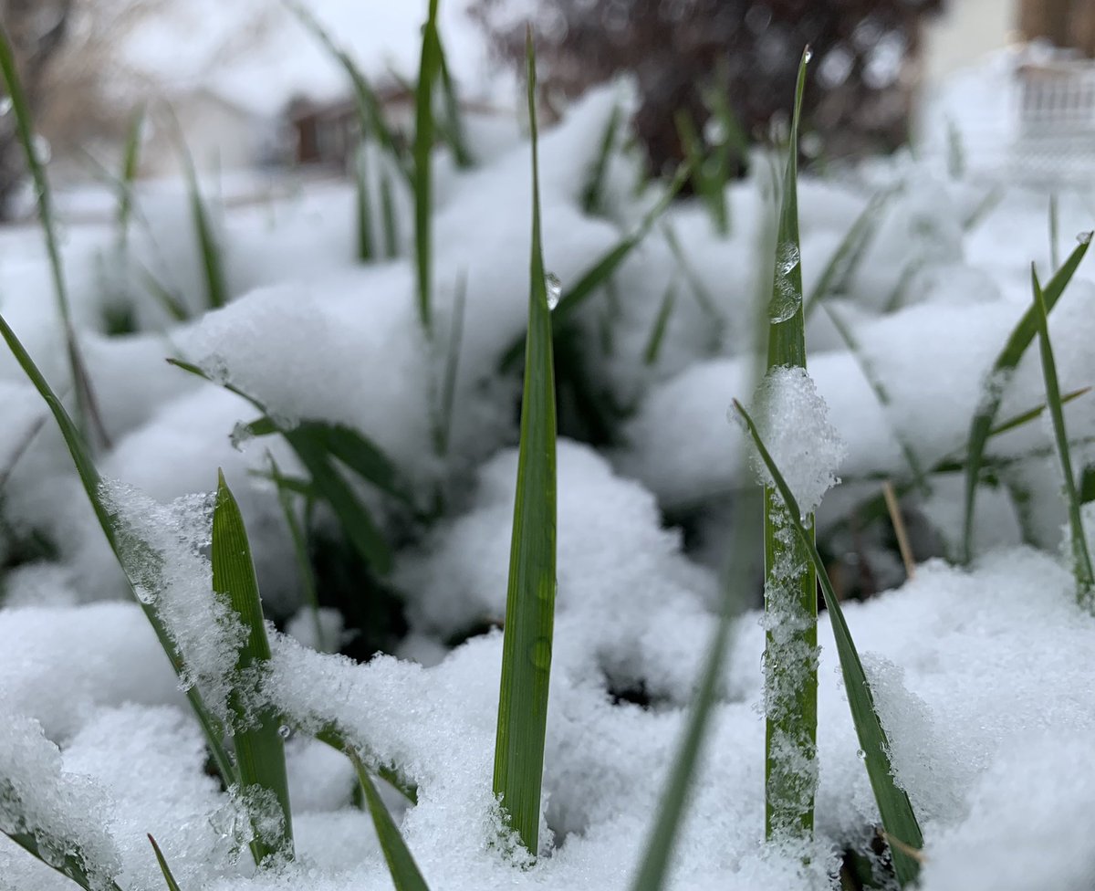 _byronjohnson's tweet photo. Happy May Long!  At least we got the snow out of the way earlier in the week.  #albertaspring #lastsnow #maylong https://t.co/kwnEwtWLuL