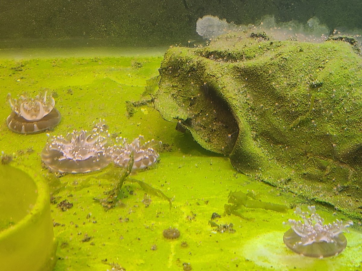 Second day of the 4th International Cassiopea Workshop about to start after a great day of tutorials yesterday! 😁

#Upsidedownjelly #Cassfest #Cassiopea