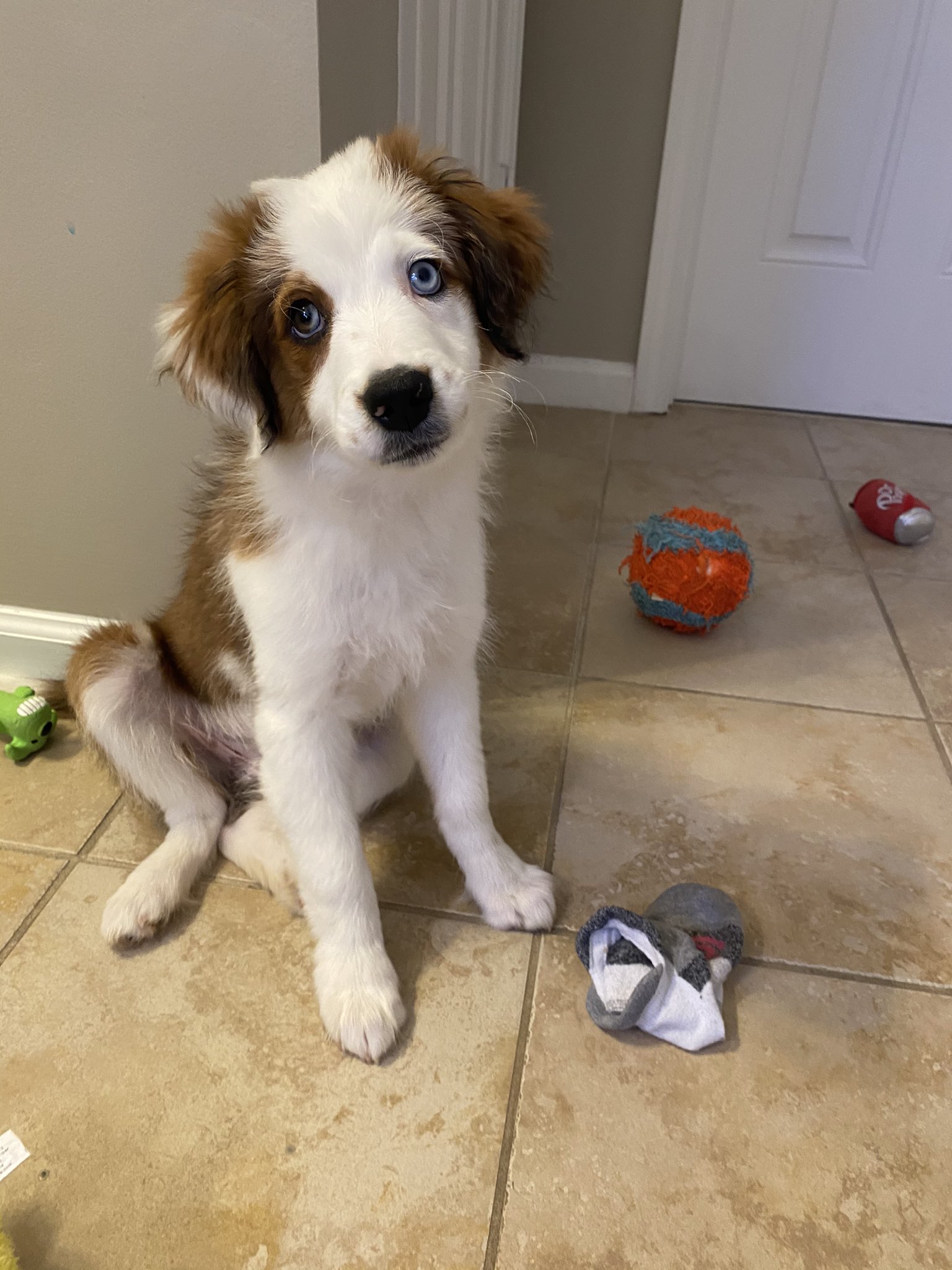 Why Does My Dog Take My Dirty Socks