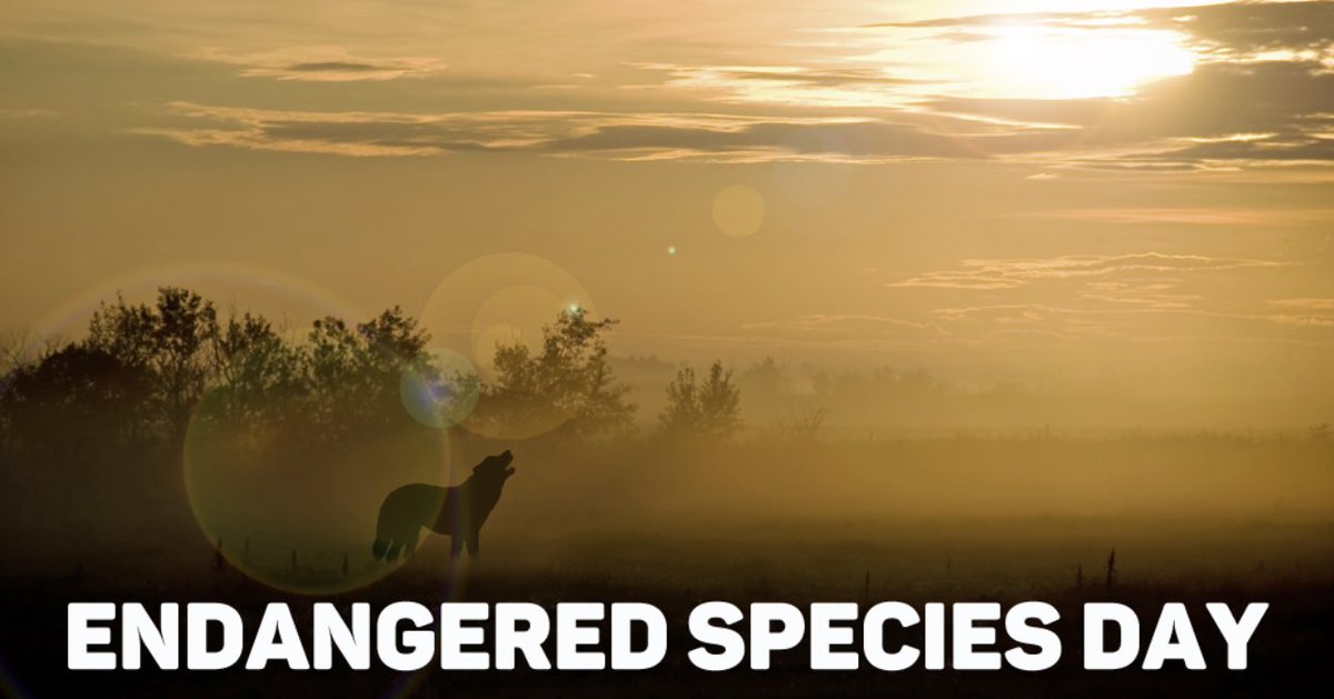 wildearthguard's tweet photo. Today is #EndangeredSpeciesDay! RT to howl in celebration of the biodiversity all around us, then see what you can do to protect threatened and endangered species to help #StopExtinction: https://t.co/lDsJFpDhWy @endangered https://t.co/Jobu2J6EOP