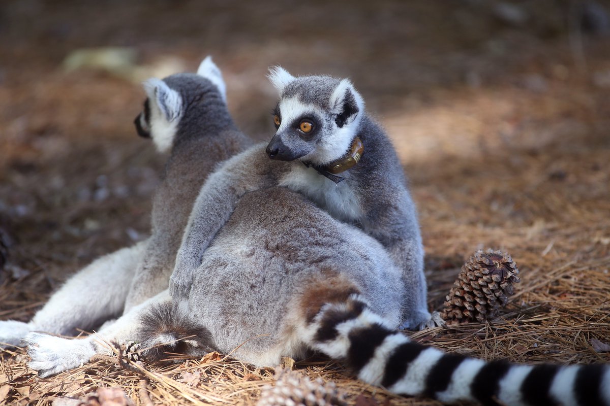 DukeLemurCenter's tweet image. Today is #EndangeredSpeciesDay. Unfortunately, lemurs are the most endangered group of mammals in the entire world. About 95% of lemur species are considered threatened, endangered, or critically endangered. 
Source: news.mongabay.com/2018/08/95-per…