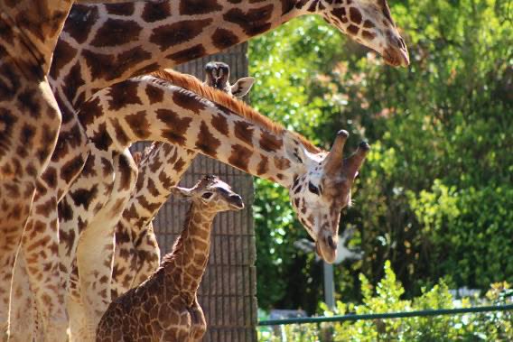 BelfastZoo's tweet photo. Meet our new born baby giraffe who has been named Ballysheen 🍼🦒

The female Rothschild’s giraffe calf, who was born just last week, has been named Ballysheen, which has a very special connection to one of our zookeepers. ❤️ https://t.co/53JoMRNUOA
