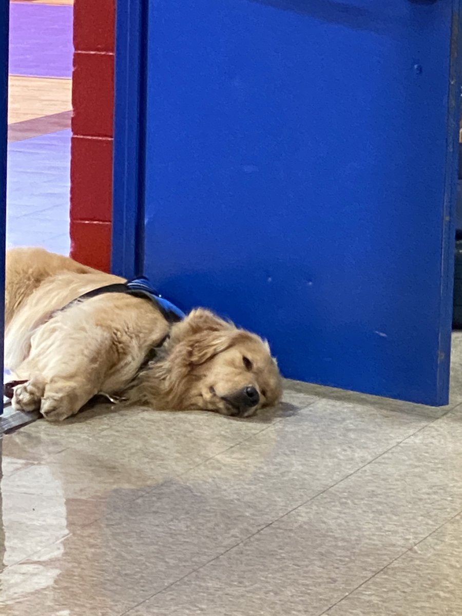 We are dog-tired!  HAVE A GREAT SUMMER!  #TeamCIS  #We❤️Perry