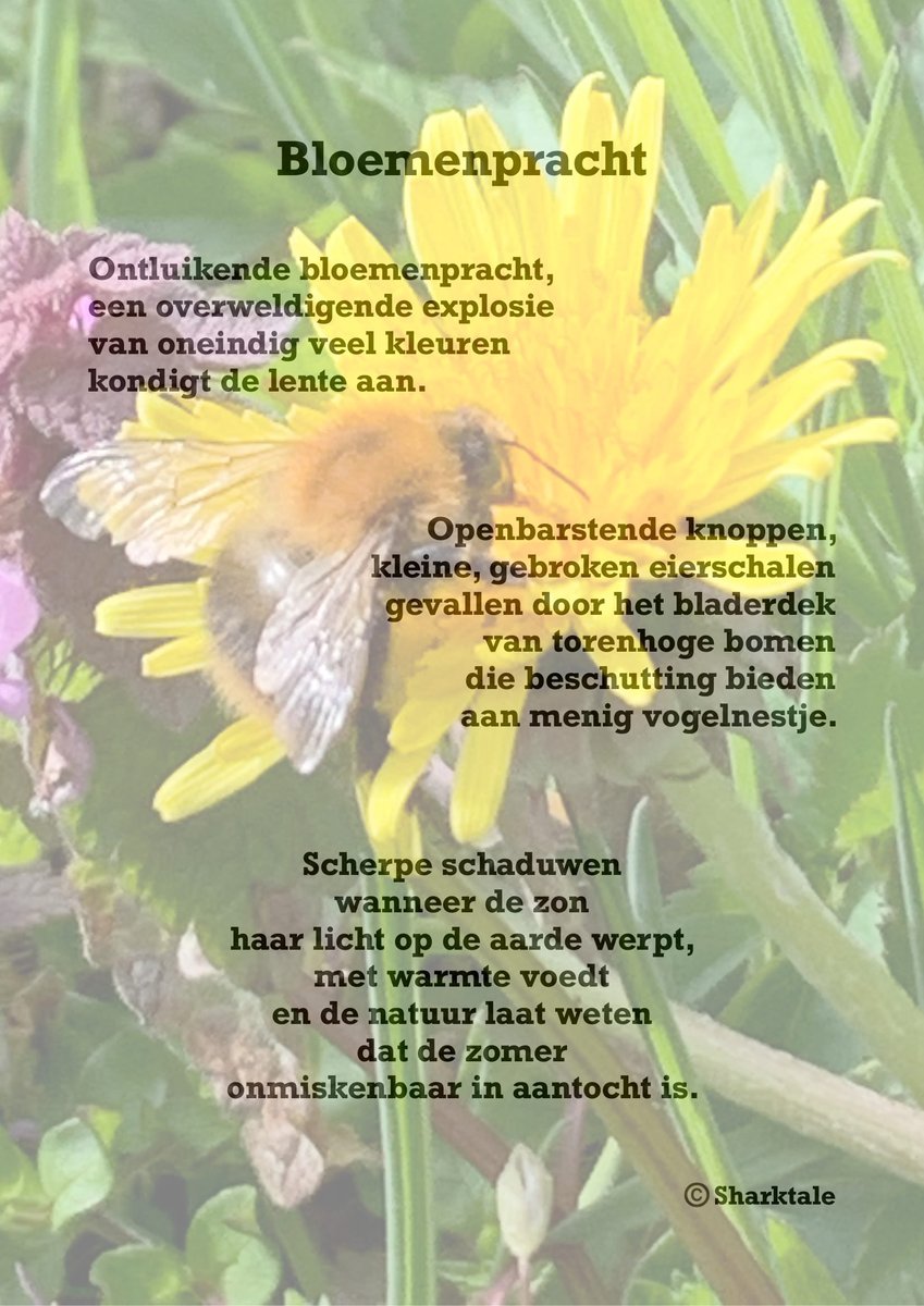 Sharktale's Schrijfsels | Deze week een zonnige bijdrage van <a href="/Sharktalewriter/">Sharktale</a> in Sharktale's Schrijfsels! 🌻☀️ 

#Sharktale #ggz #Dimence #Bloemen #Lente