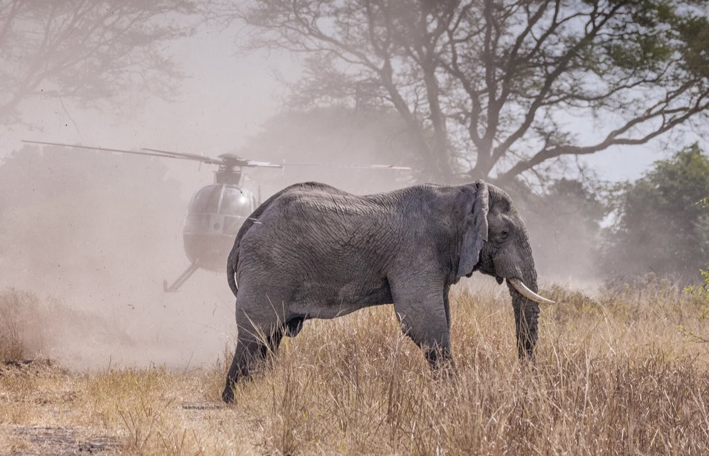 AfricanParks's tweet photo. Since 2000, African Parks, together with our Government &amp; community partners, has secured over 14.7M hectares of wilderness for wildlife &amp; we have reintroduced more than 8,000 animals of 24 species, including rhinos, lions, elephants &amp; cheetahs amoung others #EndangeredSpeciesDay https://t.co/R2FOLuPc8H