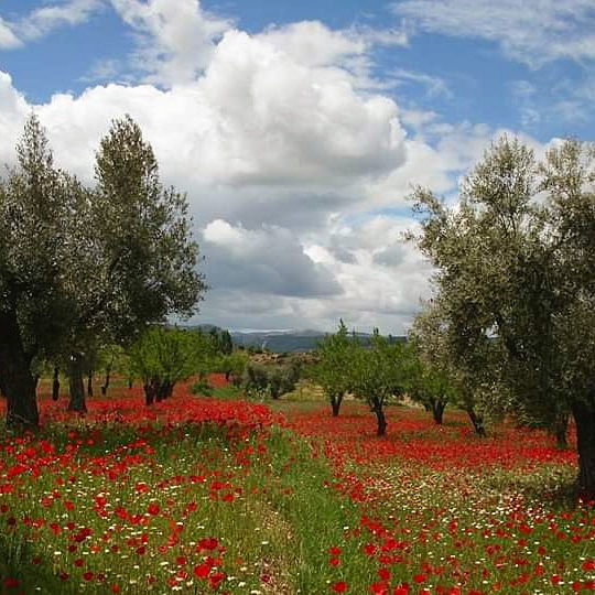 DelfinaMonfort's tweet photo. @anamaria190977 @javioru @madorobla @pedro80e @davidlopezrey @marcredondo @eltiempoGCM @TiempoEnEspana @MeteoMorella @JuanjoVillena @AlexMuozGarc @Fran_Lorenzo95 @josestormchaser @ecazatormentas @langulogarcia75 @cenayla @fran40tf @forozcoe @FernandoMadridd @JuanCarpzmol @inmavidal69 @RiojanaInma @mercedeshosg @Angelprivate_ @mineslota Feliz tarde #ampolas #mayoflorido https://t.co/TFD3uZhLwl