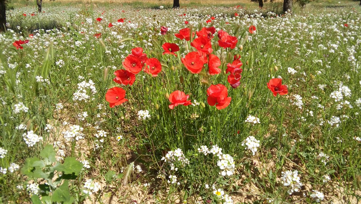 DelfinaMonfort's tweet photo. @anamaria190977 @javioru @madorobla @pedro80e @davidlopezrey @marcredondo @eltiempoGCM @TiempoEnEspana @MeteoMorella @JuanjoVillena @AlexMuozGarc @Fran_Lorenzo95 @josestormchaser @ecazatormentas @langulogarcia75 @cenayla @fran40tf @forozcoe @FernandoMadridd @JuanCarpzmol @inmavidal69 @RiojanaInma @mercedeshosg @Angelprivate_ @mineslota Feliz tarde #ampolas #mayoflorido https://t.co/TFD3uZhLwl