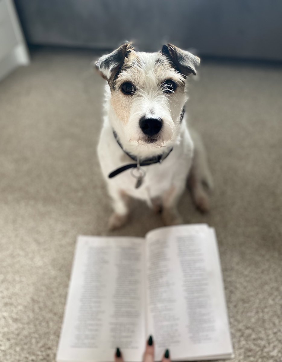 My daily reminder from Molly that she is more important than my degree. Helpful as ever🐶