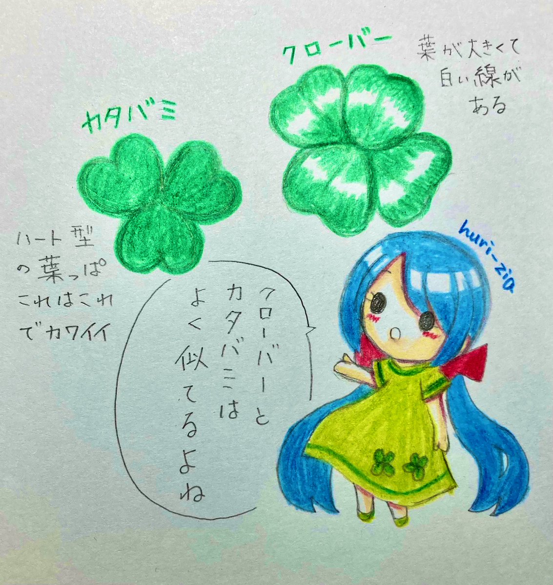 ゆきちゃん☆ちょっこ豆知識】 カタバミとクローバーの違い🍀 よく四つ  