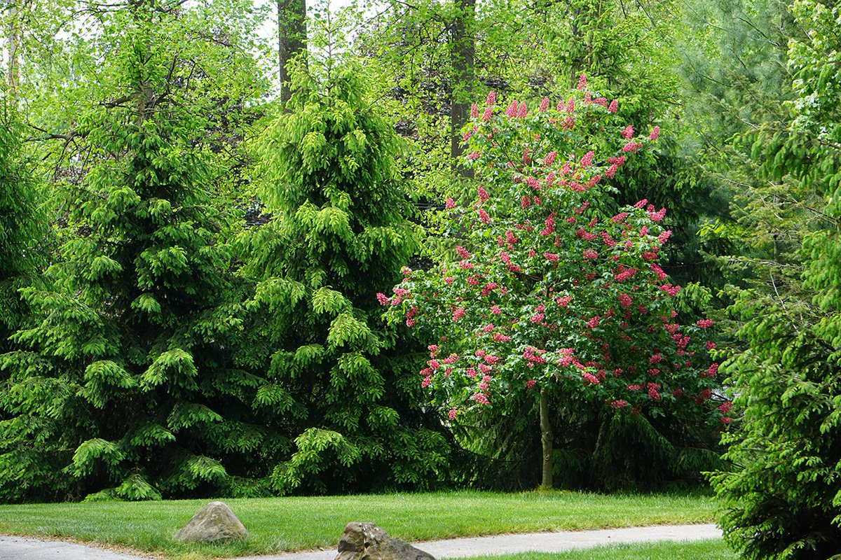 A campus walk reveals the beauty of nature in Sylvania.
"Our fundamental origins
Immeasurable worth
Beauty by default
Born of the Earth
We abuse it and destroy it
Despite it all it gives
But nature is powerful;
It surrounds us
It lives." #treesome #horsechestnut #Sylvania