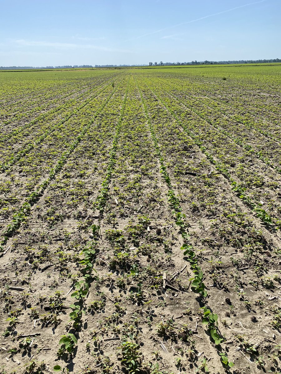 This is what happens on our farm if pre emerge not applied.  (Rain stopped us) I wish we could sell pigweed seed!