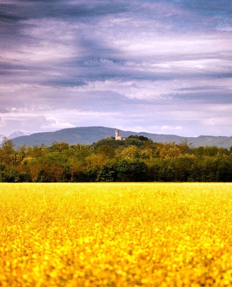 Un mare giallo e la chiesetta di San Giacomo all’orizzonte: stasera vi portiamo a #Brazzano di Cormons grazie alla foto di <a href="/zanini1976/">Alessandro Zanini</a>

#igersgo #igersfvg #friuliveneziagiulia 

instagram.com/p/COvVIqEFdaM/