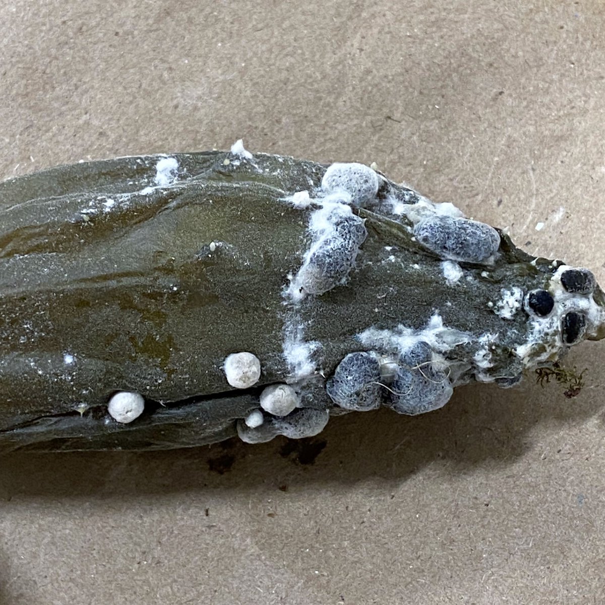 Zachariah Hansen tweet media