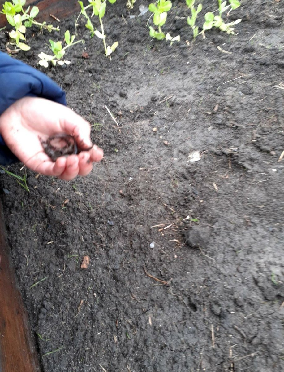 AshKnotty's tweet photo. Junior DRB braved the elements with Miss Barron to get their pumpkin🎃 seeds planted &amp;take root #ConnectWithNature #BeeDay2021 🐝#GrowYourOwnFood @NDCS_UK 
@feedinglpool
@fftliverpool 
@HopeComGardenL8 
@CroxtethCampus https://t.co/O88yxzYEHp