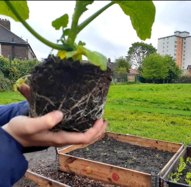 AshKnotty's tweet photo. Junior DRB braved the elements with Miss Barron to get their pumpkin🎃 seeds planted &amp;take root #ConnectWithNature #BeeDay2021 🐝#GrowYourOwnFood @NDCS_UK 
@feedinglpool
@fftliverpool 
@HopeComGardenL8 
@CroxtethCampus https://t.co/O88yxzYEHp