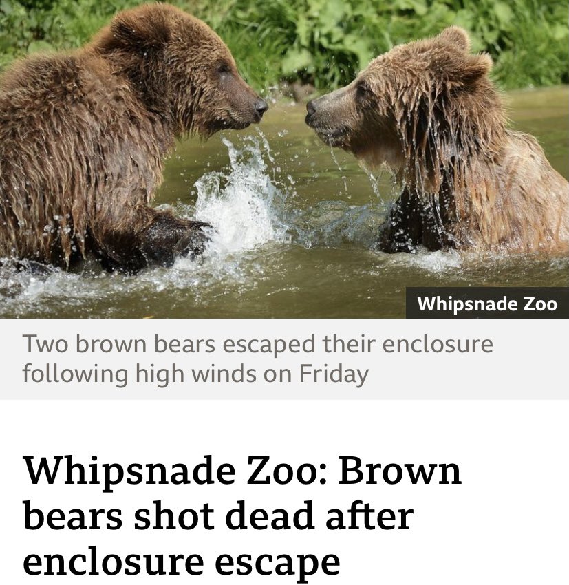 These two majestic animals lost their lives due to gross incompetence of the Whipsnade Zoo‘s management First, they did not notice the tree  fallen into the enclosure, long enough for the bears to escape. Then they chose to shot to kill, rather than tranquillise, two female bears