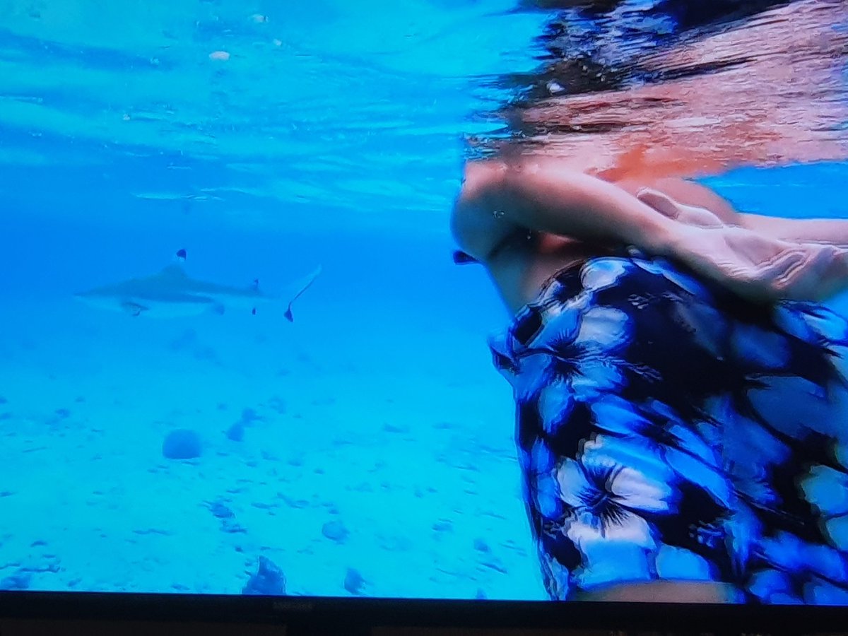 Paradise_LifeOn's tweet photo. Arnaud en train de repérer sa proie 🦈 #KohLanta https://t.co/vYOhJ6u8Mv