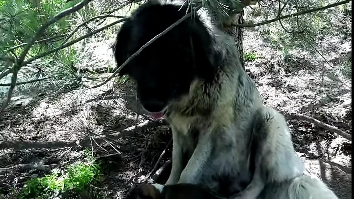 MASUM HAYVANLARDAN O KİRLİ ELLERİNİZİ ÇEKİN
#anneyeneoldu