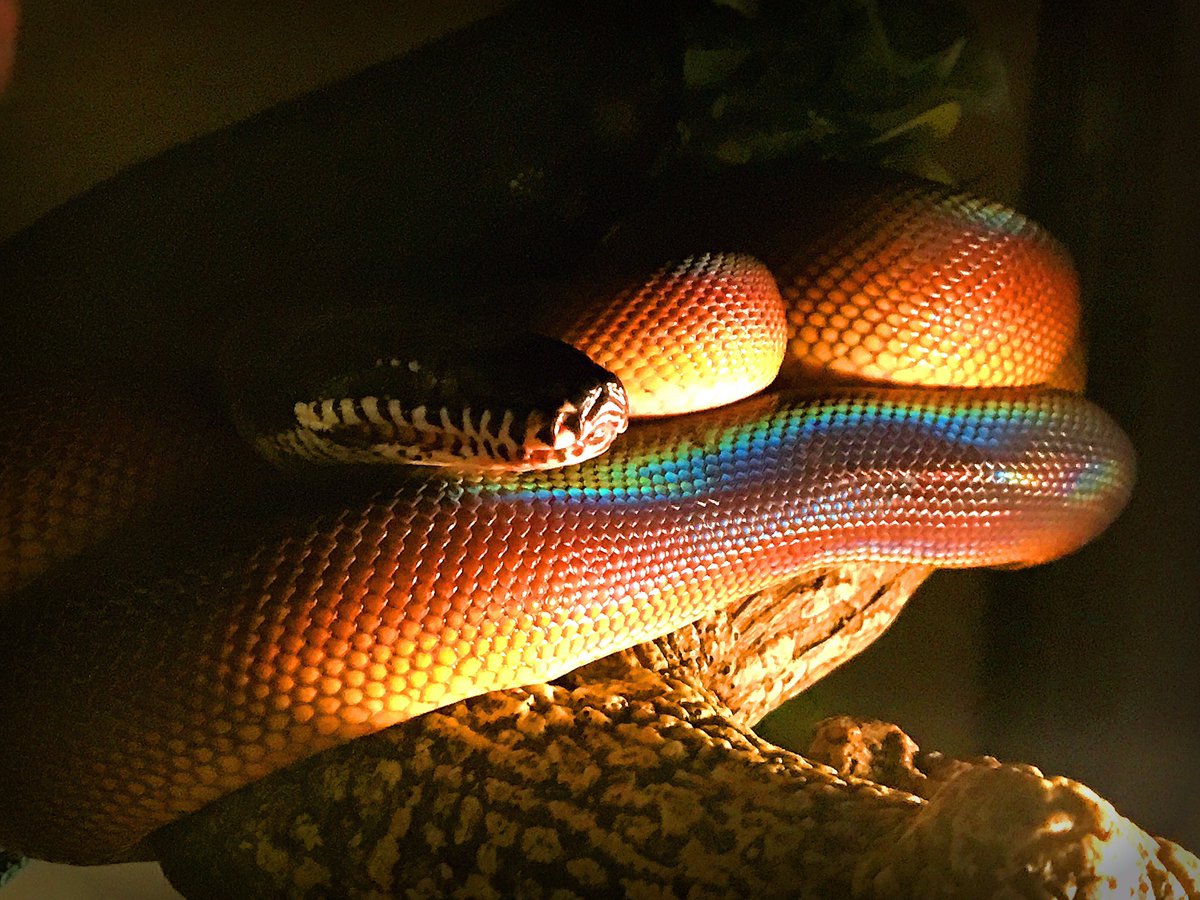 Twilight_Saint's tweet photo. Holographic✨
Imperio, my Northern #WhiteLippedPython. Raised & owned by myself💀🐍
#snake #reptile #whitelippython #rainbowsnake https://t.co/YFNEll4eca