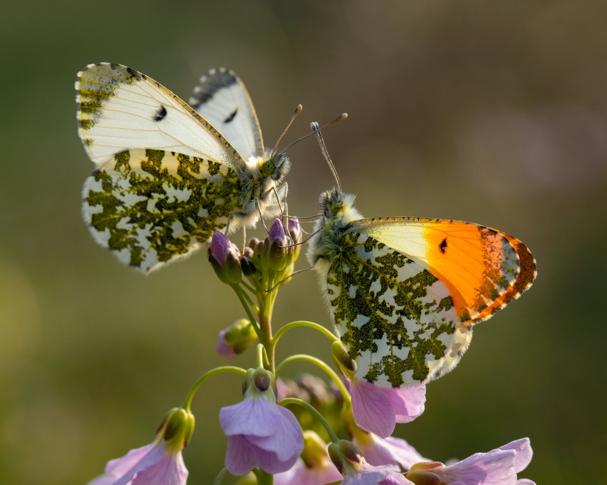 Thank goodness April was sunny.  It may have been cool but at least these Orange tips enjoyed a few days in the sun. Hoping for a resurgent spring next week.  <a href="/savebutterflies/">Butterfly Conservation 🦋</a>