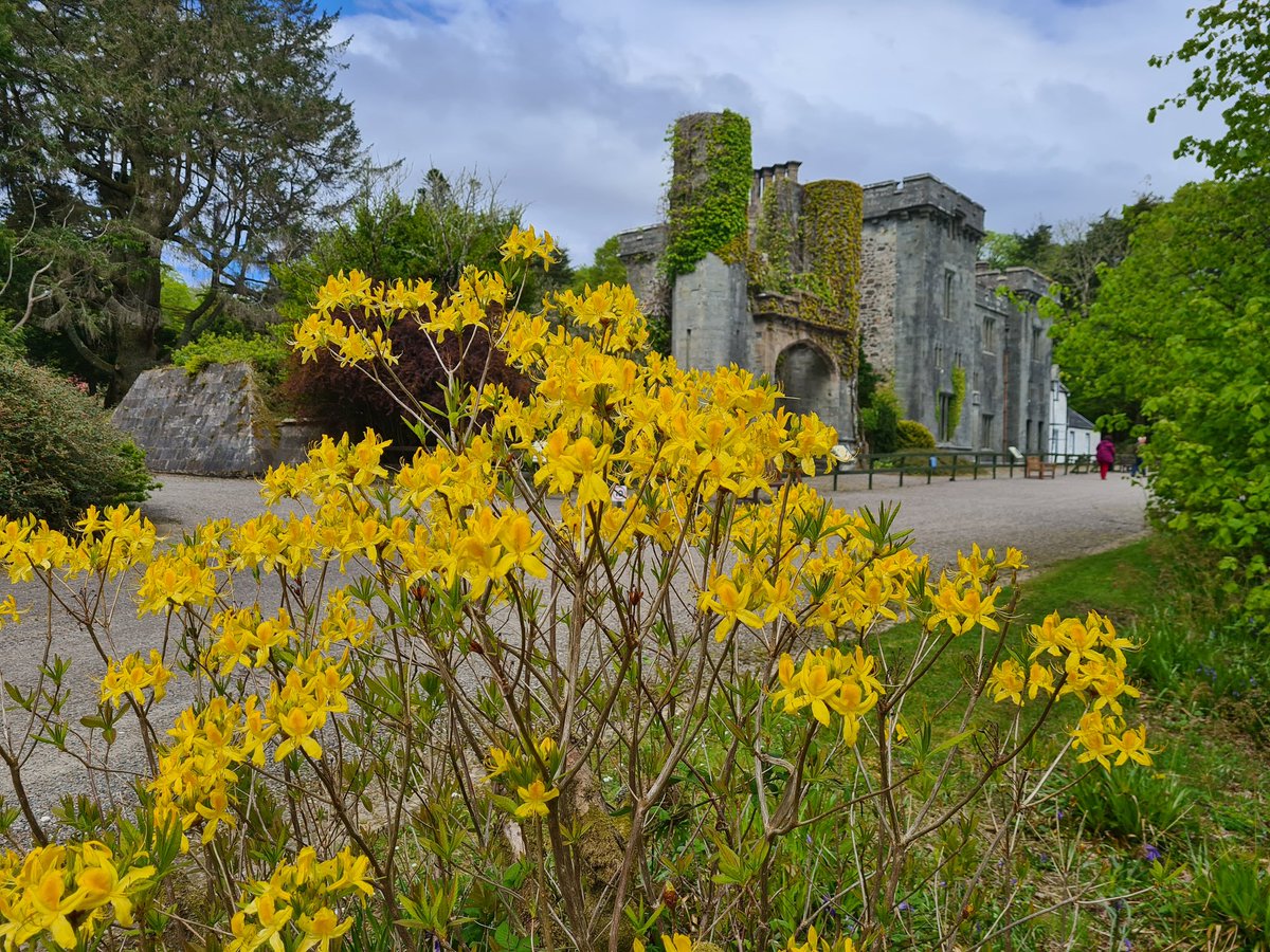 ArmadaleCastle's tweet photo. Yellow 'honeysuckle' azalea, Rhododendron luteum, coming into vibrant scented bloom #Fridayflower #springflowerfestival https://t.co/iA2CvrMMot