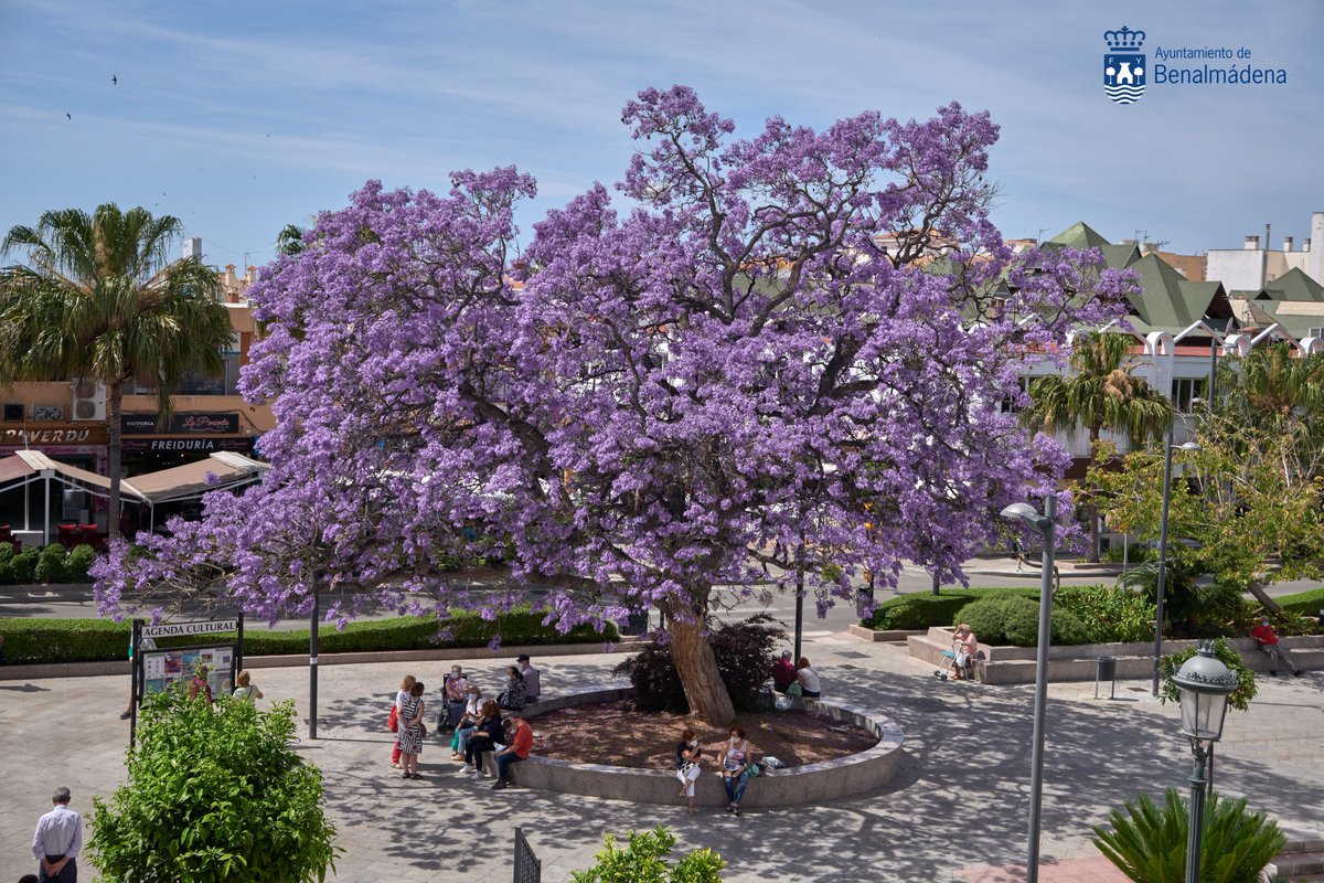 BenalmadenaAyto's tweet photo. Es absolutamente imposible no dirigir la mirada hacia la Jacaranda al pasar por la Plaza de Austria.

¡Feliz fin de semana a todas/os!

#ganasdeverte
#lovingBenalmádena https://t.co/NUIpsnAvkX