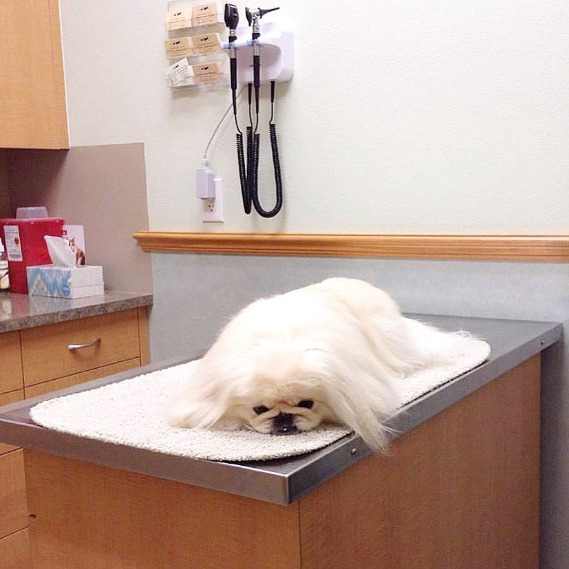 LilCaliGurl's tweet photo. Loose-n trust letโs go fur a ride dey said, it will be fun. And look where I ended up #vetsoffice follow up wif my #dogtor wait-n fur shot to kick in ๐ฉบ๐
.
.
.
#youcantbeserious #lookofbetrayal #caligurl #dogslife #doglife #vet #letsgoforaride #throughadogseyes #ihatethevets https://t.co/4js1st2S06